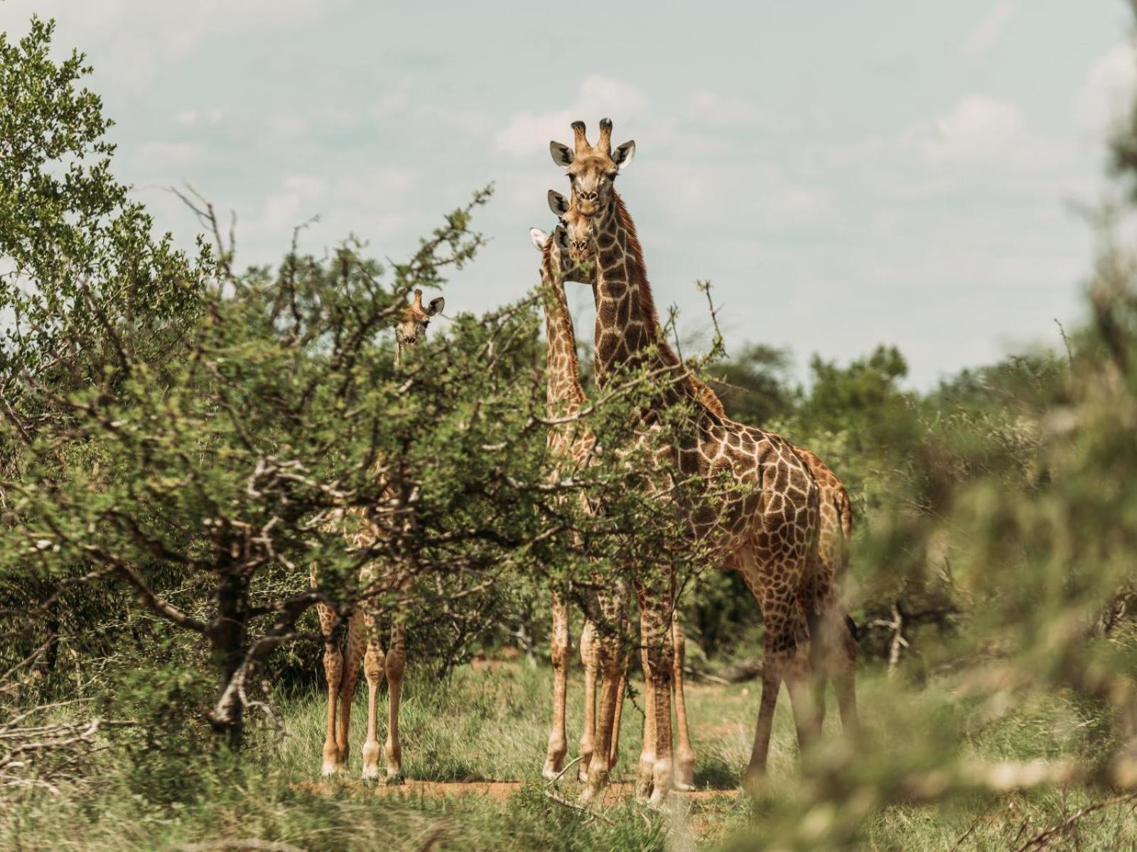 Maroelani Lodge- Greater Kruger Private Reserve 호에드스프뤼트 외부 사진