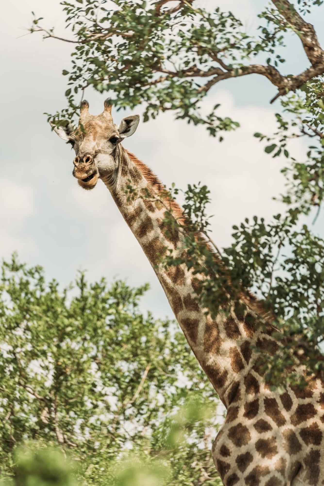 Maroelani Lodge- Greater Kruger Private Reserve 호에드스프뤼트 외부 사진