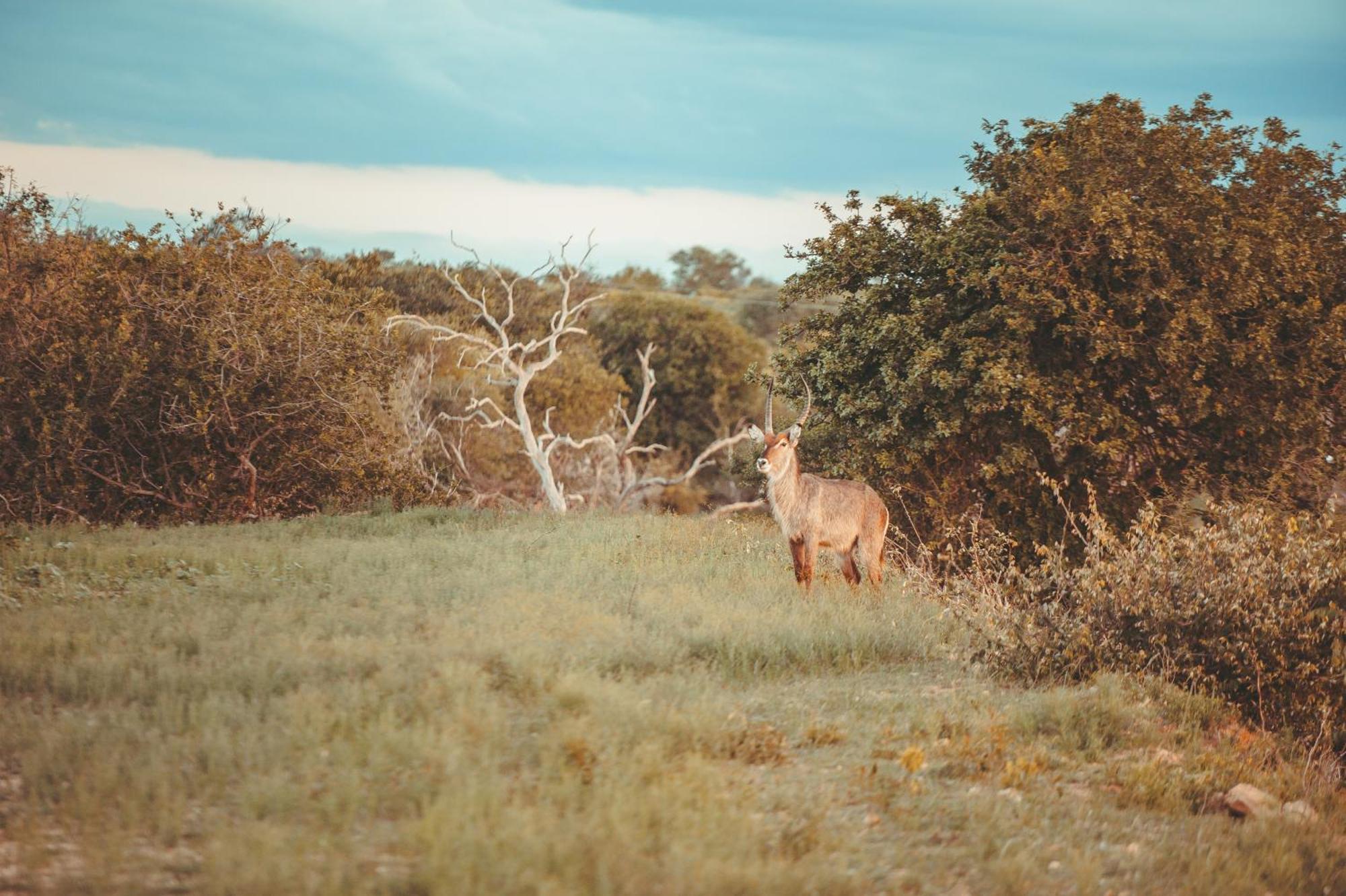 Maroelani Lodge- Greater Kruger Private Reserve 호에드스프뤼트 외부 사진