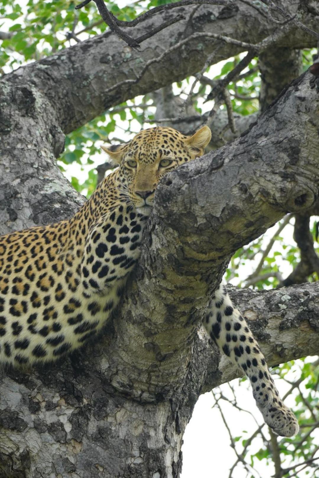 Maroelani Lodge- Greater Kruger Private Reserve 호에드스프뤼트 외부 사진