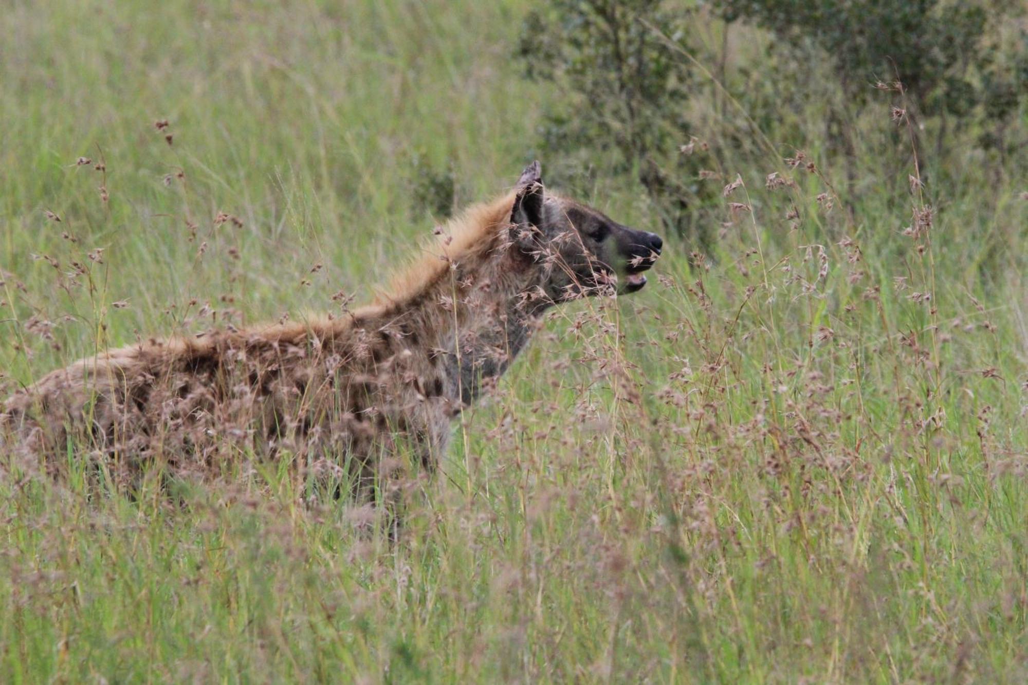 Maroelani Lodge- Greater Kruger Private Reserve 호에드스프뤼트 외부 사진