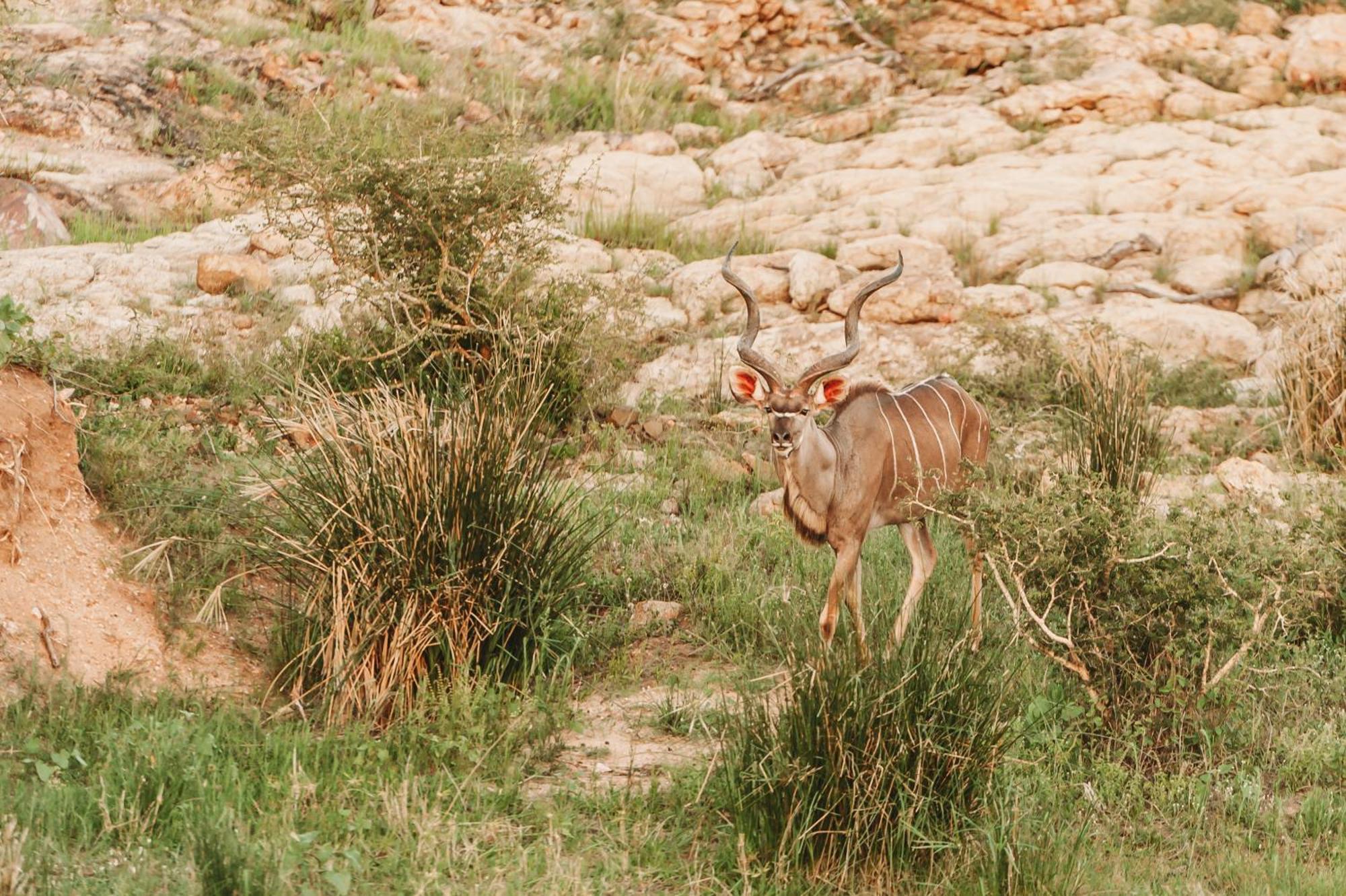 Maroelani Lodge- Greater Kruger Private Reserve 호에드스프뤼트 외부 사진